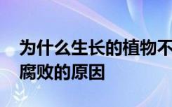 为什么生长的植物不会腐败 生长的植物不会腐败的原因