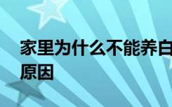 家里为什么不能养白猫 家里不建议养白猫的原因