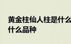 黄金柱仙人柱是什么品种 黄金柱仙人柱属于什么品种