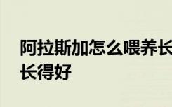 阿拉斯加怎么喂养长得好 阿拉斯加如何喂养长得好