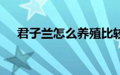 君子兰怎么养殖比较好 养护君子兰教程