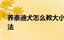 养泰迪犬怎么教大小便 养泰迪犬教大小便方法