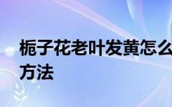 栀子花老叶发黄怎么办 栀子花老叶发黄处理方法