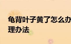 龟背叶子黄了怎么办 龟背竹黄叶的原因和处理办法