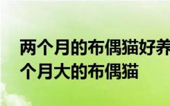 两个月的布偶猫好养吗要怎么养 如何养殖两个月大的布偶猫