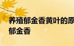 养殖郁金香黄叶的原因及处理方法 如何养殖郁金香