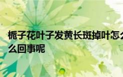 栀子花叶子发黄长斑掉叶怎么办 栀子花叶子发黄长斑掉叶怎么回事呢