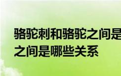 骆驼刺和骆驼之间是什么关系 骆驼刺和骆驼之间是哪些关系