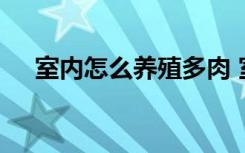 室内怎么养殖多肉 室内养殖多肉的方法