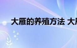 大雁的养殖方法 大雁的养殖方法有哪些