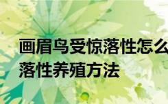 画眉鸟受惊落性怎么养才长得好 画眉鸟受惊落性养殖方法