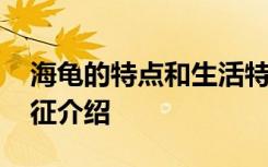 海龟的特点和生活特征 海龟的特点和生活特征介绍