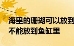 海里的珊瑚可以放到鱼缸里吗 海里的珊瑚能不能放到鱼缸里