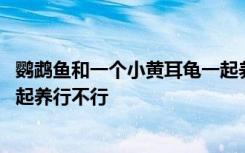 鹦鹉鱼和一个小黄耳龟一起养行吗 鹦鹉鱼和一个小黄耳龟一起养行不行