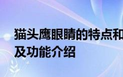 猫头鹰眼睛的特点和功能 猫头鹰眼睛特点以及功能介绍