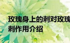 玫瑰身上的刺对玫瑰有什么作用 玫瑰身上的刺作用介绍