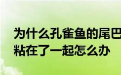 为什么孔雀鱼的尾巴粘在了一起 孔雀鱼尾巴粘在了一起怎么办