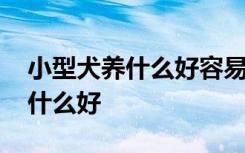 小型犬养什么好容易养活不乱叫的 小型犬养什么好