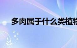 多肉属于什么类植物 多肉属于哪种植物