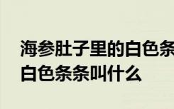 海参肚子里的白色条条是什么 海参肚子里的白色条条叫什么