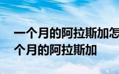 一个月的阿拉斯加怎么养才长得好 如何养一个月的阿拉斯加