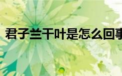 君子兰干叶是怎么回事 君子兰干叶是咋回事