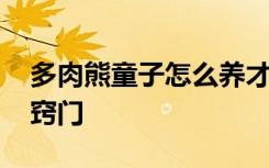 多肉熊童子怎么养才长得好 养护多肉熊童子窍门