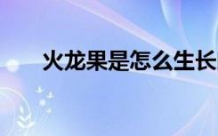 火龙果是怎么生长的 火龙果生长过程