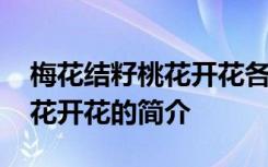 梅花结籽桃花开花各在哪个月份 梅花结籽桃花开花的简介