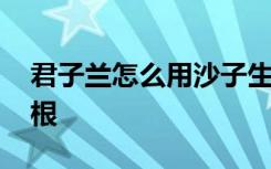 君子兰怎么用沙子生根 君子兰如何用沙子生根