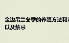 金边吊兰冬季的养殖方法和注意事项 冬天如何养殖金边吊兰以及禁忌