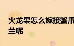 火龙果怎么嫁接蟹爪兰 火龙果如何嫁接蟹爪兰呢