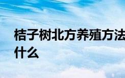 桔子树北方养殖方法 桔子树北方养殖方法是什么