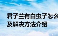 君子兰有白虫子怎么办 君子兰有白虫子原因及解决方法介绍