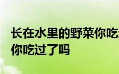 长在水里的野菜你吃过吗 长在水里的“野菜”你吃过了吗