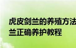 虎皮剑兰的养殖方法和注意事项浇水 虎皮剑兰正确养护教程