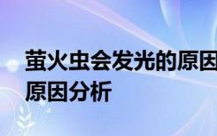 萤火虫会发光的原因是什么 萤火虫会发光的原因分析