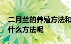 二月兰的养殖方法和注意事项 养殖二月兰有什么方法呢