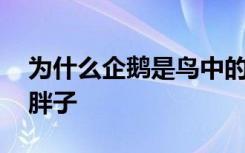 为什么企鹅是鸟中的胖子 为何企鹅是鸟中的胖子