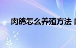 肉鸽怎么养殖方法 肉鸽养殖方法有什么