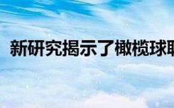 新研究揭示了橄榄球联盟球员如何跻身榜首