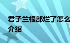 君子兰根部烂了怎么办 君子兰烂根处理方法介绍