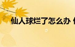 仙人球烂了怎么办 仙人球烂了如何修复