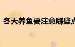 冬天养鱼要注意哪些点 冬天养鱼要注意什么