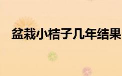 盆栽小桔子几年结果 盆栽小桔子养护方法