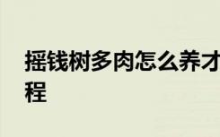 摇钱树多肉怎么养才长得好 养殖金钱树的教程