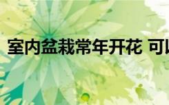 室内盆栽常年开花 可以在室内盆栽常年开花