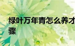 绿叶万年青怎么养才长得好 养殖万年青的步骤