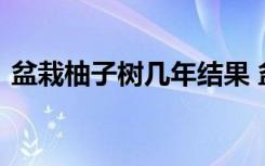 盆栽柚子树几年结果 盆栽柚子树多少年结果