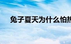 兔子夏天为什么怕热 兔子夏天为啥怕热